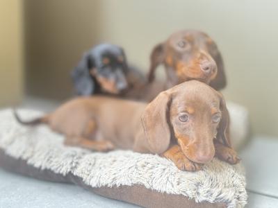 IKC Registered(pending) Smooth Hair Chocolate & Tan Dachshund puppies in Dublin