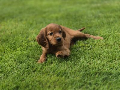 Champion Irish Red Setter puppies in Limerick