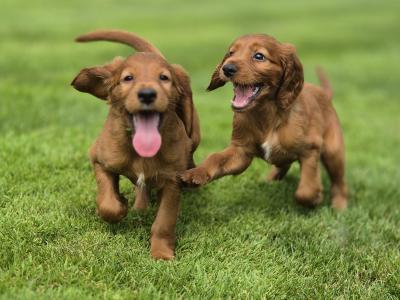 Champion Irish Red Setter puppies in Limerick