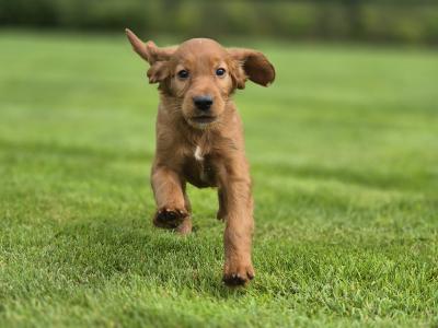Champion Irish Red Setter puppies in Limerick