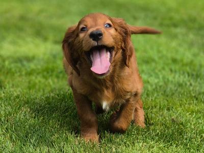 Champion Irish Red Setter puppies in Limerick