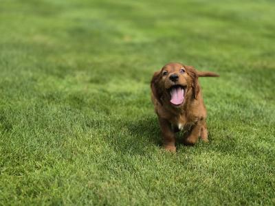 Champion Irish Red Setter puppies in Limerick