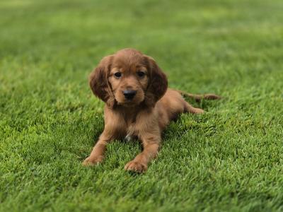 Champion Irish Red Setter puppies in Limerick