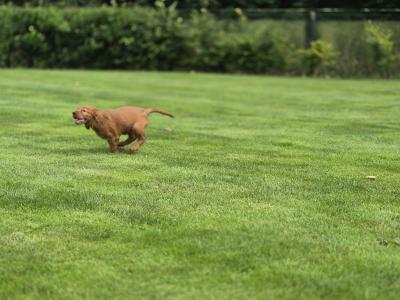 Champion Irish Red Setter puppies in Limerick