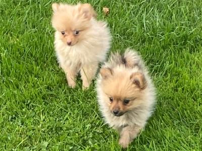 Pomeranian puppies in Wexford