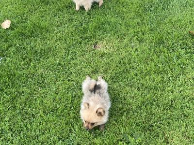 Pomeranian puppies in Wexford
