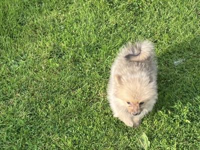 Pomeranian puppies in Wexford