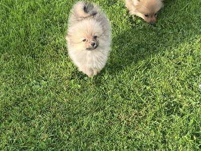 Pomeranian puppies in Wexford