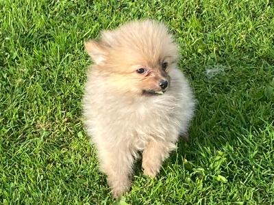 Pomeranian puppies in Wexford