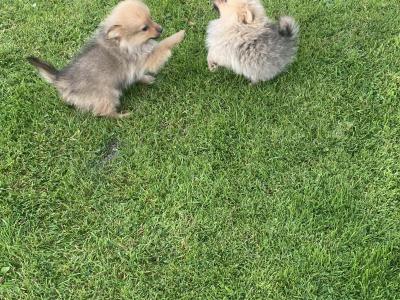 Pomeranian puppies in Wexford