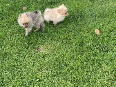 Pomeranian puppies in Wexford