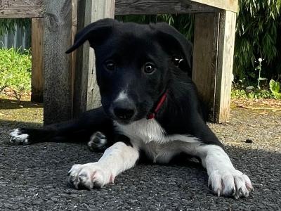 Border Collie x Australian Kelpie puppies in Kildare