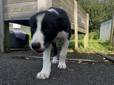 Border Collie x Australian Kelpie puppies in Kildare