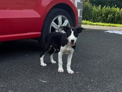 Border Collie x Australian Kelpie puppies in Kildare