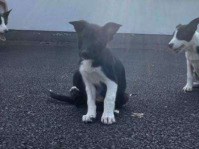 Border Collie x Australian Kelpie puppies in Kildare