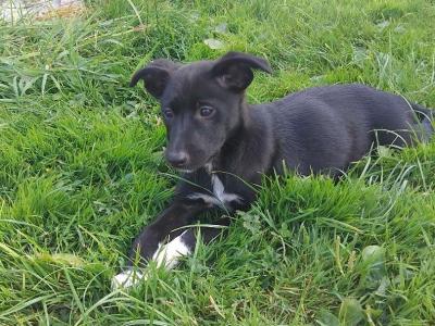 Border Collie x Australian Kelpie puppies in Kildare