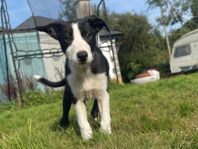 Border Collie x Australian Kelpie puppies in Kildare