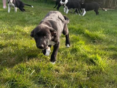 Border Collie x Australian Kelpie puppies in Kildare