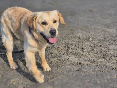 Golden Retriever for stud in Louth