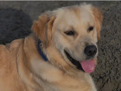 Golden Retriever for stud in Louth