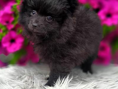 Super cute Pomeranian puppies in Longford