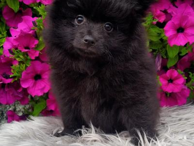 Super cute Pomeranian puppies in Longford
