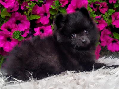 Super cute Pomeranian puppies in Longford