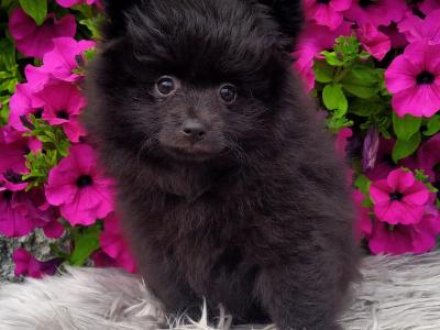 Super cute Pomeranian puppies in Longford