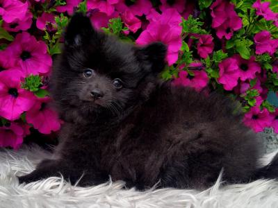 Super cute Pomeranian puppies in Longford