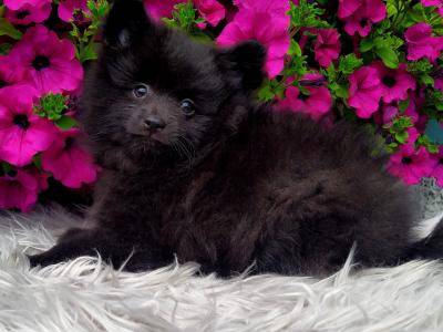 Super cute Pomeranian puppies in Longford