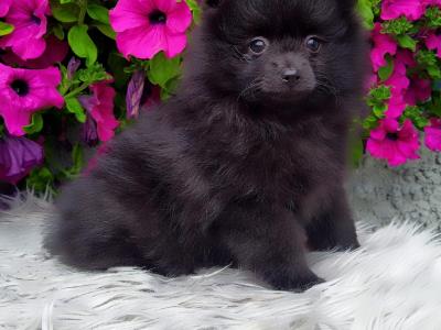 Super cute Pomeranian puppies in Longford