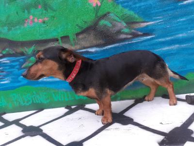 Female Miniature Dachshund dog in Leitrim