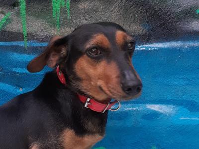 Female Miniature Dachshund dog in Leitrim