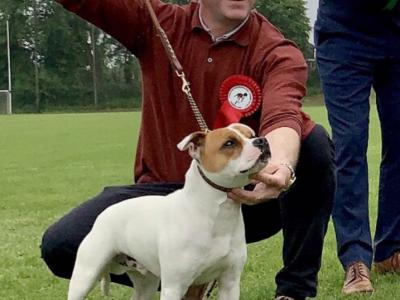 Staffordshire Bull Terrier Show Quality stud