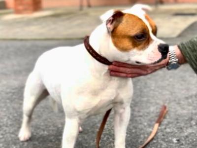 Staffordshire Bull Terrier Show Quality stud