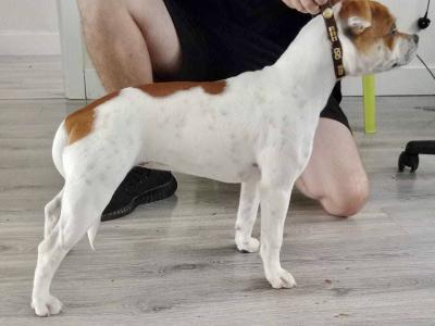 Staffordshire Bull Terrier Show Quality stud