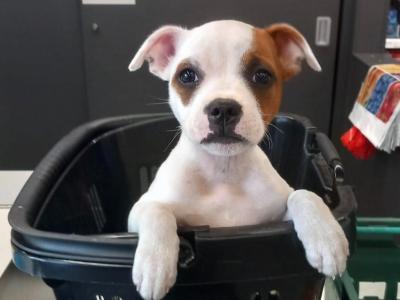 IKC Registered Staffordshire Bull Terrier Show Quality stud