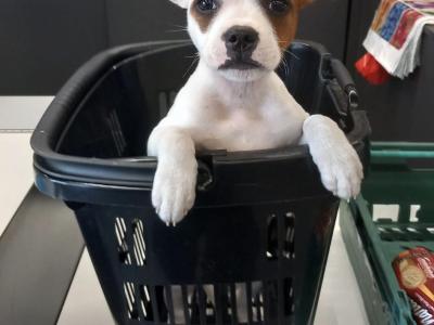 Staffordshire Bull Terrier Show Quality stud