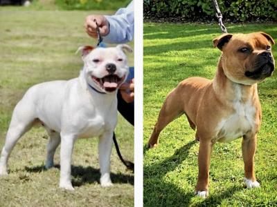Staffordshire Bull Terrier Show Quality stud
