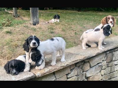 Cocker Spaniel puppies in Tipperary