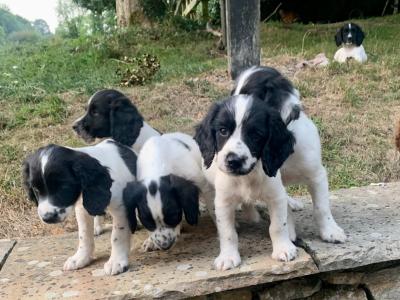 Cocker Spaniel puppies in Tipperary