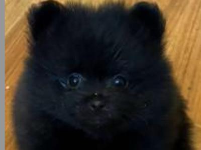2 miniature Pomerainian puppies in Limerick