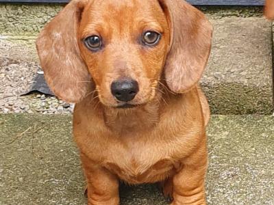 Beautiful Red and Dapple Dachshund puppies in Limerick