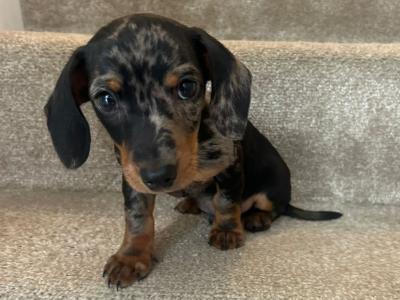 Male miniature Dapple Dachshund puppy for sale in Monaghan