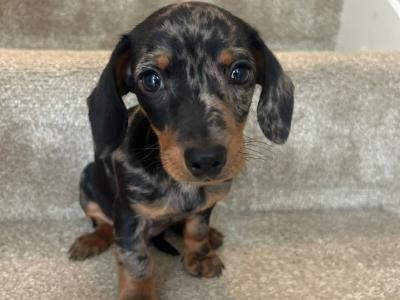 Male miniature Dapple Dachshund puppy for sale in Monaghan