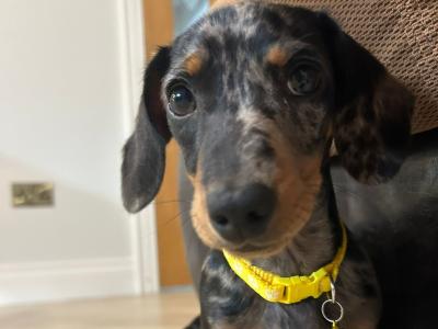 Male miniature Dapple Dachshund puppy for sale in Monaghan