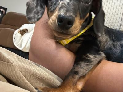 Male miniature Dapple Dachshund puppy for sale in Monaghan