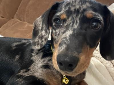 Male miniature Dapple Dachshund puppy for sale in Monaghan
