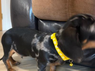 Male miniature Dapple Dachshund puppy for sale in Monaghan