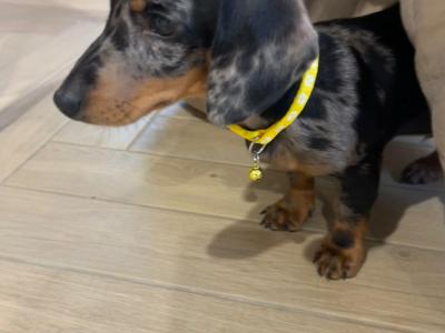 Male miniature Dapple Dachshund puppy for sale in Monaghan